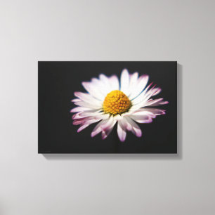 Häufiger Daisy-Waca 16,50x11 (41,25x27,5cm) Leinwanddruck