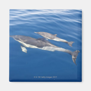 Häufiger Delphin in der Straße Magnet