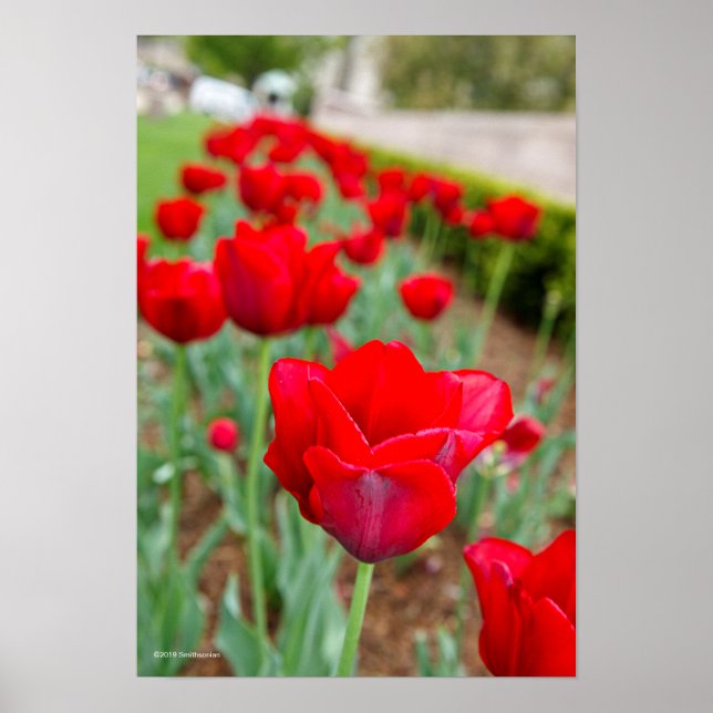 Haupt-Bulben, Nah Poster (Vorne)