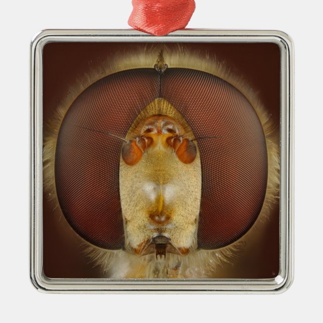 Haupt- und Verbundaugen einer Schwebeflug-Fliege Silbernes Ornament (Vorne)