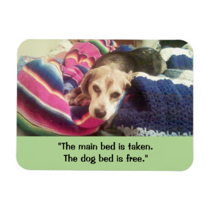 "Hauptbett genommen / Hund Bett kostenlos" 3x4 Fot Magnet