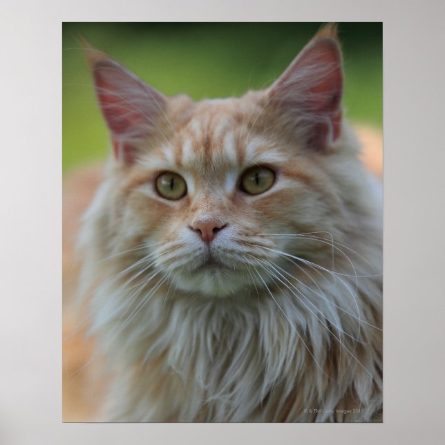 Hauptmünzkatze Poster (Vorne)