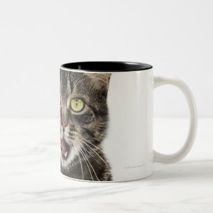 Hauptschuß eines männlichen inländischen zweifarbige tasse