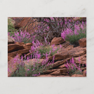 Hauptstadt Reef National Park, Utah, USA Postkarte