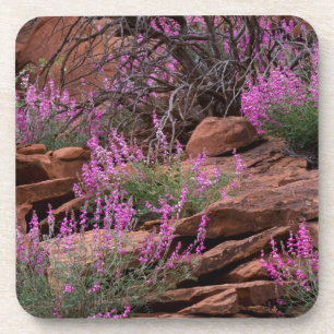 Hauptstadt Reef National Park, Utah, USA Untersetzer