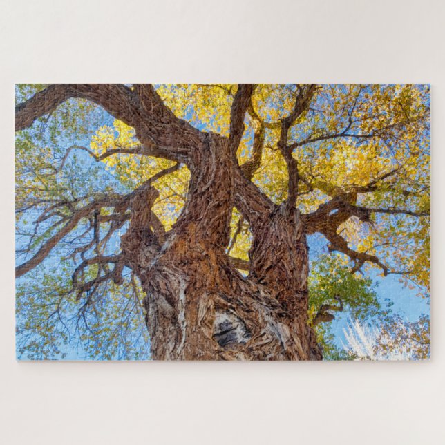 Hauptstadt Reef Nationalpark, Cottonwood Tree (Horizontal)