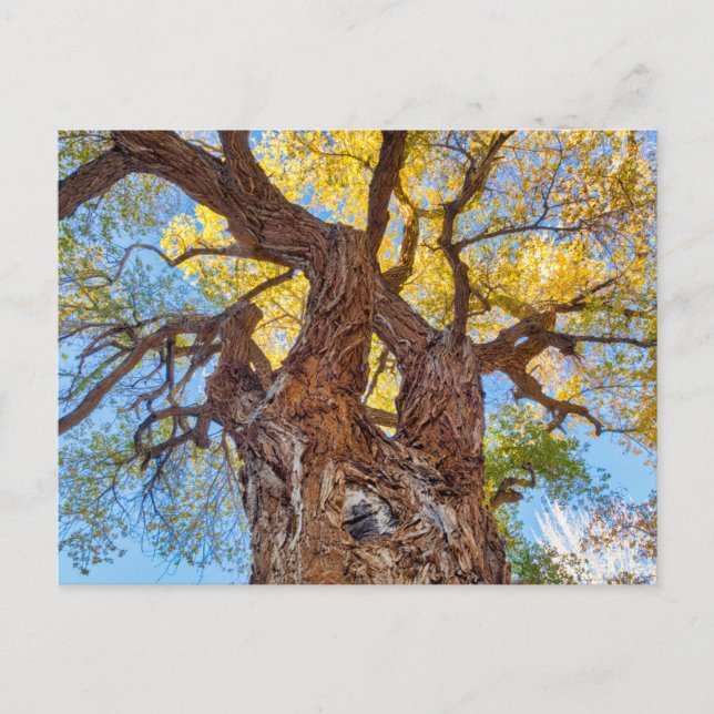 Hauptstadt Reef Nationalpark, Cottonwood Tree Postkarte (Vorderseite)