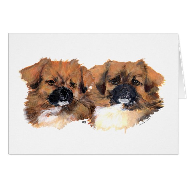 Hauptstudie für tibetische Spaniels (Vorderseite (Horizontal))