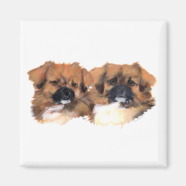 Hauptstudie für tibetische Spaniels Magnet (Vorne)