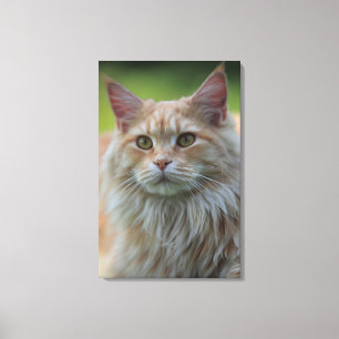 Hauptwaschbärkatze Leinwanddruck