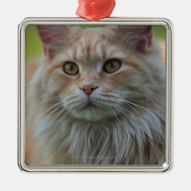 Hauptwaschbärkatze Ornament Aus Metall (Vorne)