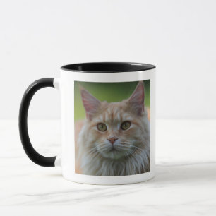 Hauptwaschbärkatze Tasse