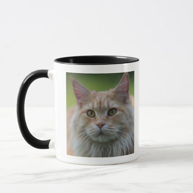 Hauptwaschbärkatze Tasse (Links)