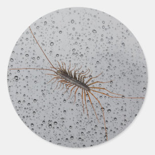 HAUS CENTIPEDE. RUNDER AUFKLEBER