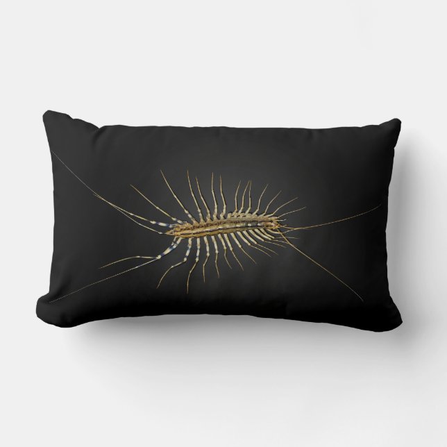 Haus-HundertfüßerScutigera Coleoptrata Lendenkissen (Vorderseite)