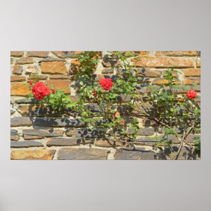Haus mit Rose am sonnigen Tag Poster