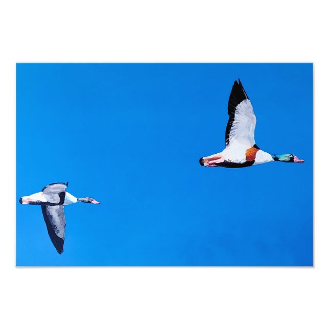 Hausenten Fotodruck (Vorne)