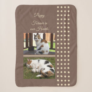Hauskatze, braun und creme, Fotos hinzufügen Sherpadecke