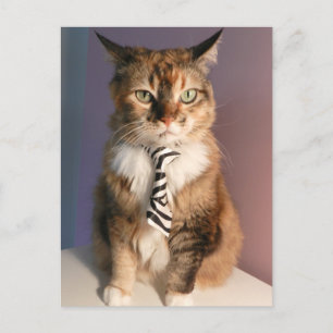 Hauskatze in einer Geschäft Krawatte Postkarte