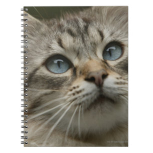 Hauskatze Notizblock