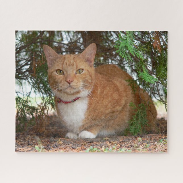 Hauskatze Orange Ginger Tabby (Horizontal)