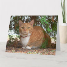 Hauskatze Orange Ginger Tabby