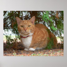 Hauskatze Orange Ginger Tabby