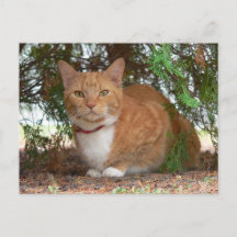 Hauskatze Orange Ginger Tabby