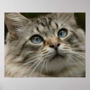 Hauskatze Poster