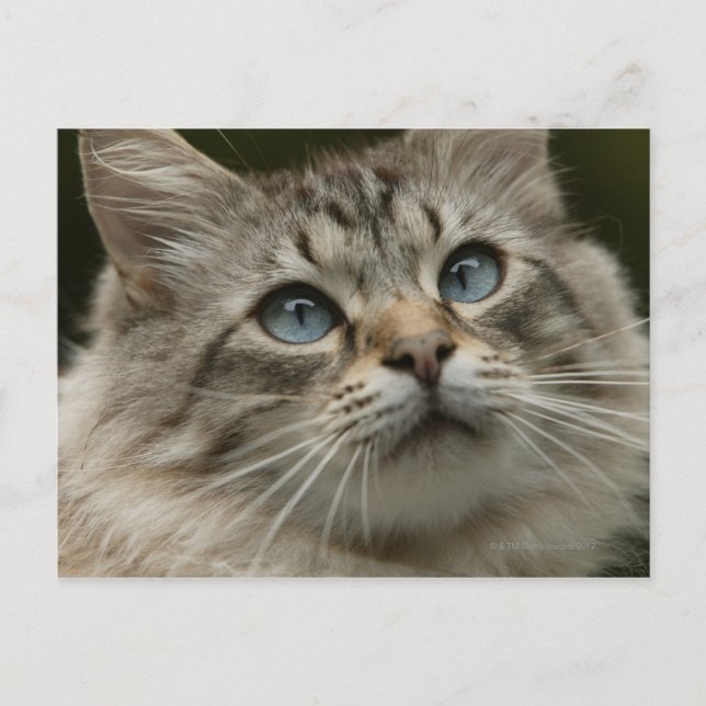 Hauskatze Postkarte (Vorderseite)