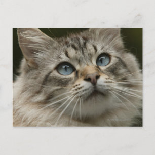 Hauskatze Postkarte