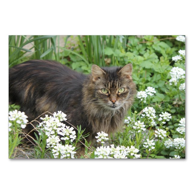 Hauskatze Tischnummer (Vorderseite)