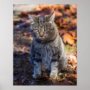 Hauskatzen-Druck, Werteplakatpapier (Matte) Poster