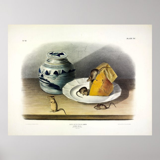 Hausmäuse, Muskulatur von Audubon Poster (Vorne)
