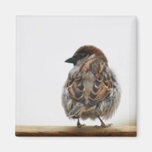 Hausspatzenphotographie Magnet