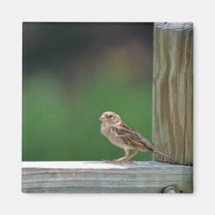 Haussperling Magnet