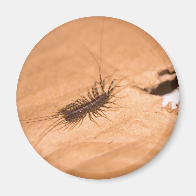 Hausspinne Magnet (Vorne)