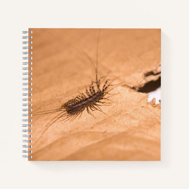 Hausspinne Notizbuch (Vorderseite)