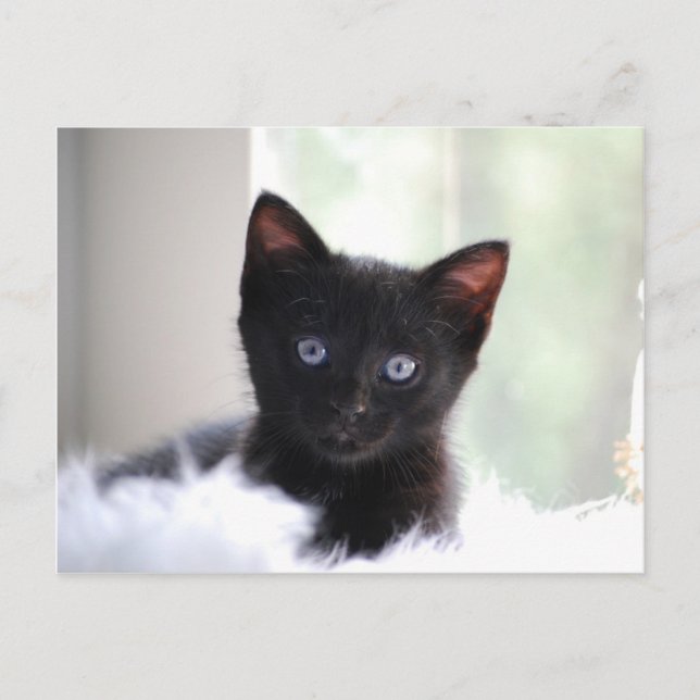 Haustier 17 postkarte (Vorderseite)