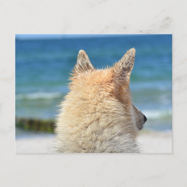 Haustier am Strand | Meersand Postkarte (Vorderseite)