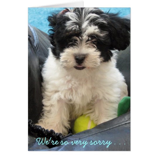 Haustier-Beileid - Havanese Welpe. Karte
