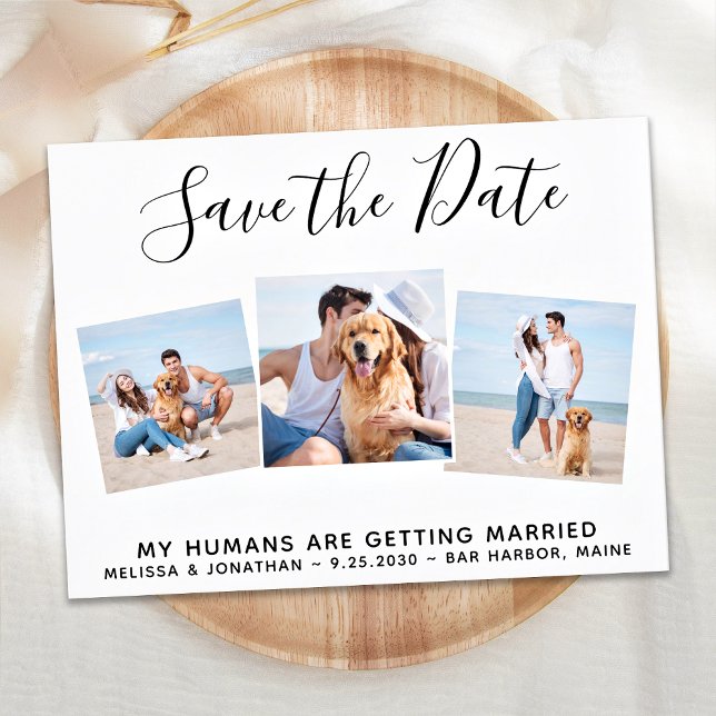 Haustier Hochzeitshungmittelsammler Hund Save the  Ankündigungspostkarte (Von Creator hochgeladen)