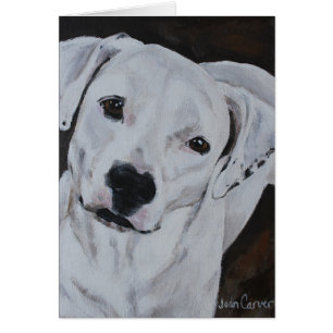 Haustier-Porträt - amerikanische Bulldogge