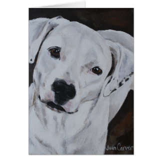 Haustier-Porträt - amerikanische Bulldogge