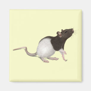 Haustier-Ratten-Malerei Magnet