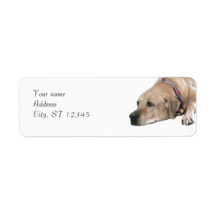 Haustier Rhodesian Ridgeback Hundebild