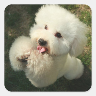 Haustiere, Hund, Poodle Quadratischer Aufkleber