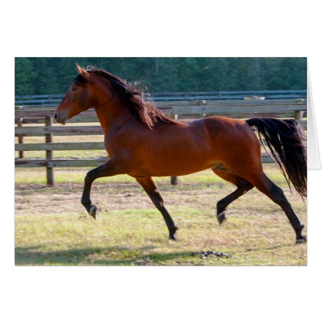 Haut (Devant horizontal)