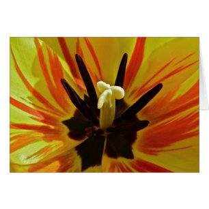 Haut étroit de tulipe