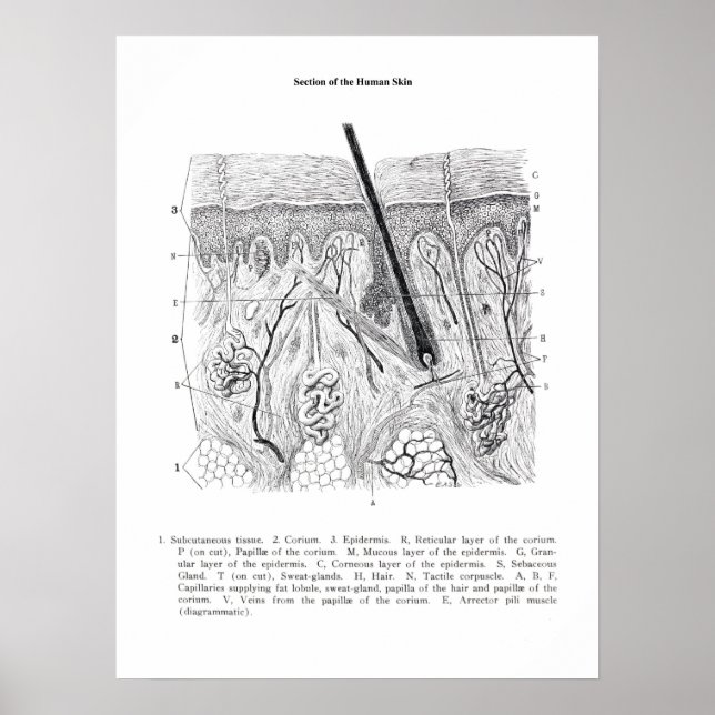 Hautabschnitt Anatomie drucken 2. Poster (Vorne)